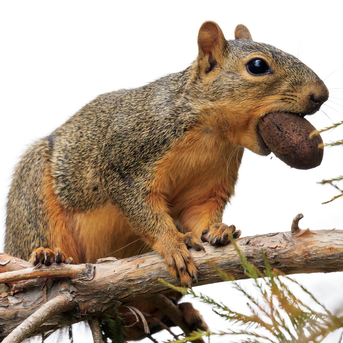 Squirrel Food Bulk (25lb)